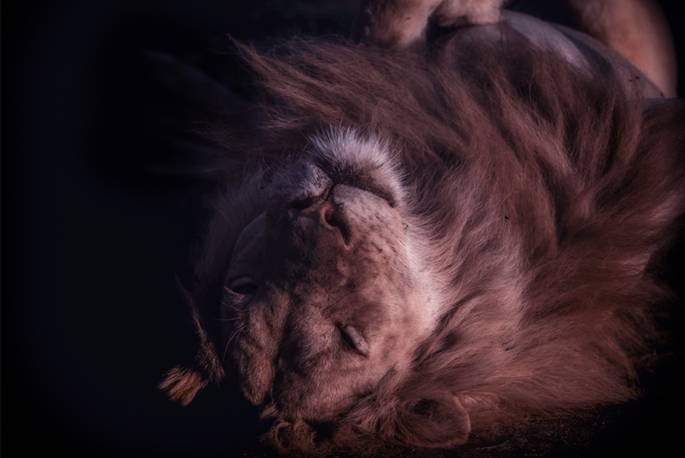 Foto de um leão, mansinho, de olhos fechado e deitado