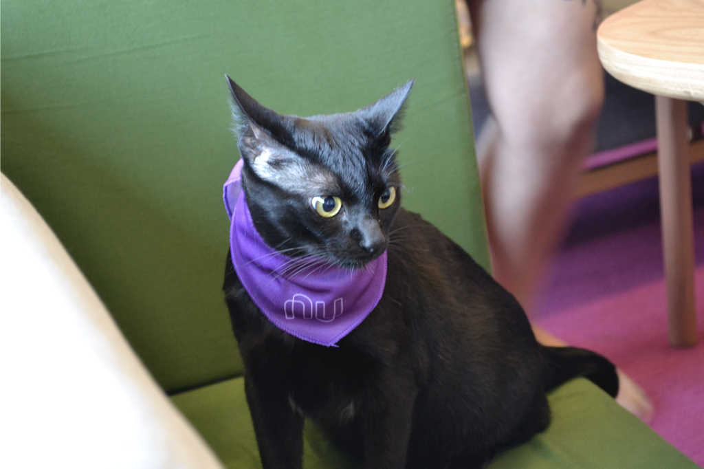 Gato preto com uma bandana roxa do Nubank no pescoço