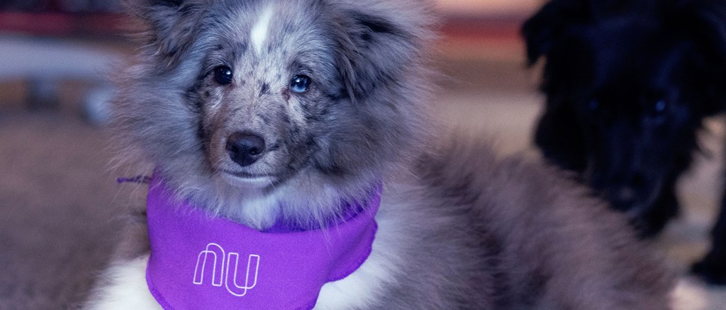 Cobasi agora é parceira do Nubank Rewards: Foto de um cachorro cinza, peludinho, com uma bandana Nubank roxa amarrada no pescoço