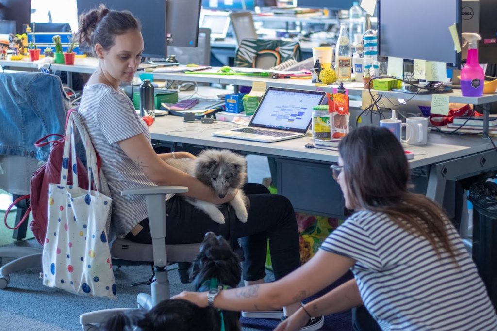 Cachorros no escritório: uma mulher está sentada na cadeira com um cachorro cinca no colo. Ela olha para outro cachorro no chão, que está recebendo carinho de uma outra mulher.