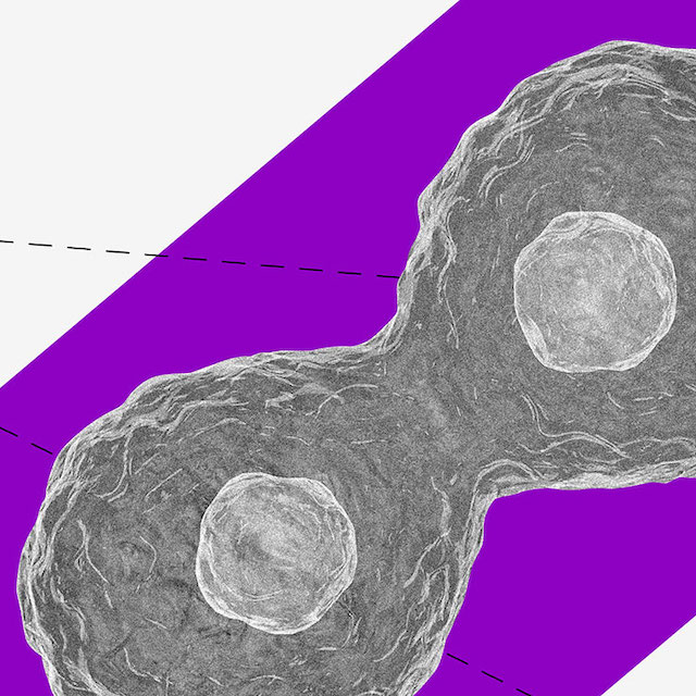 Conta conjunta: imagem de uma célula se dividindo em duas