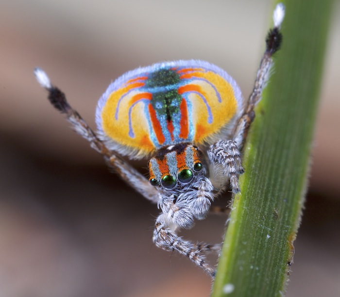 Além do coronavírus: imagem de uma aranha-pavão.