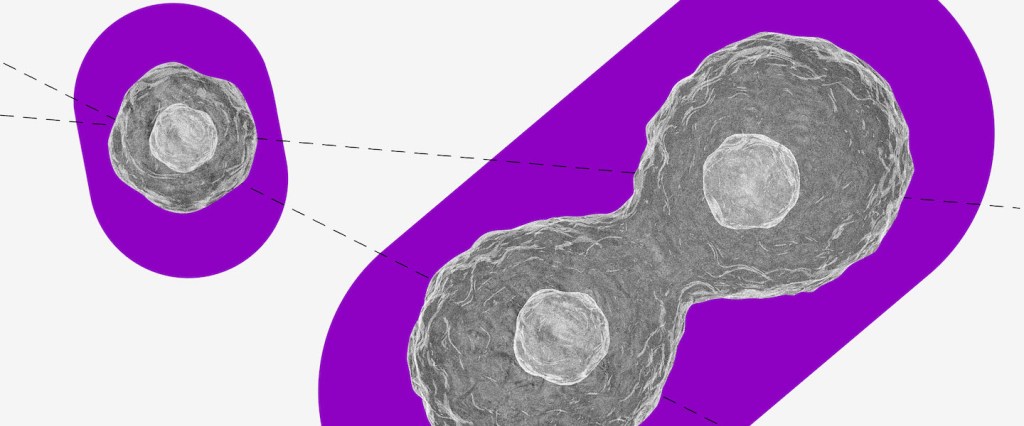 Auxílio-maternidade MEI: uma colagem de célula no microscópio sobre um fundo roxo.