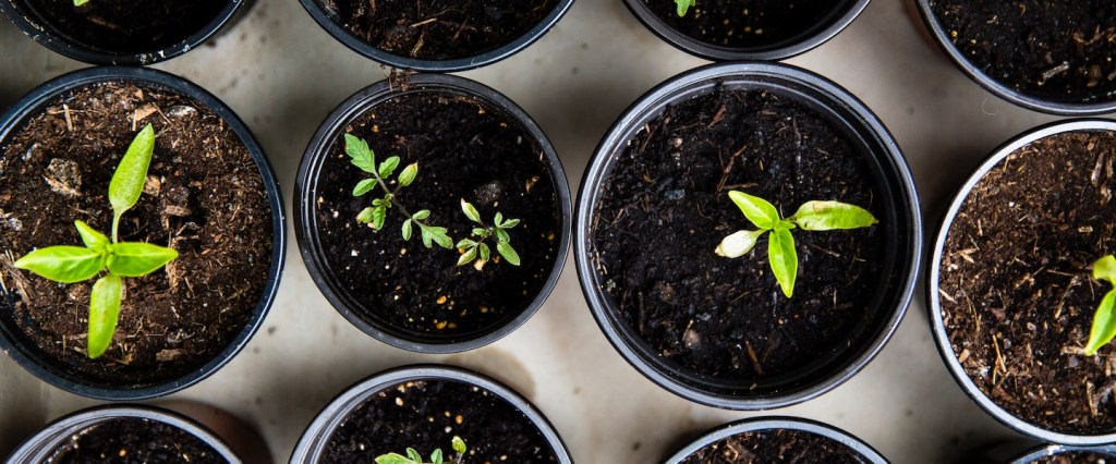 Investimento semente: fotografia de cima de vasinhos com terra e plantas germinando