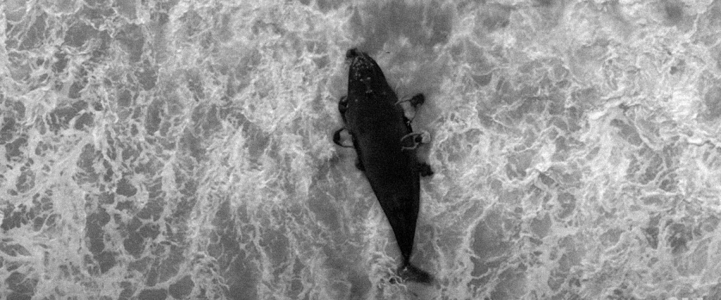 Propaganda Nubank bastidores: imagem aérea de uma baleia encalhada na praia e pessoas tentando resgatá-la. Imagem criada por computação gráfica e efeitos especiais.