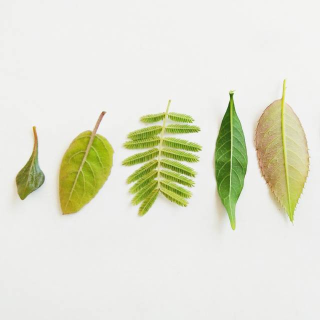 Imagem mostra folhas verdes de vários formatos lado a lado sobre um fundo branco.