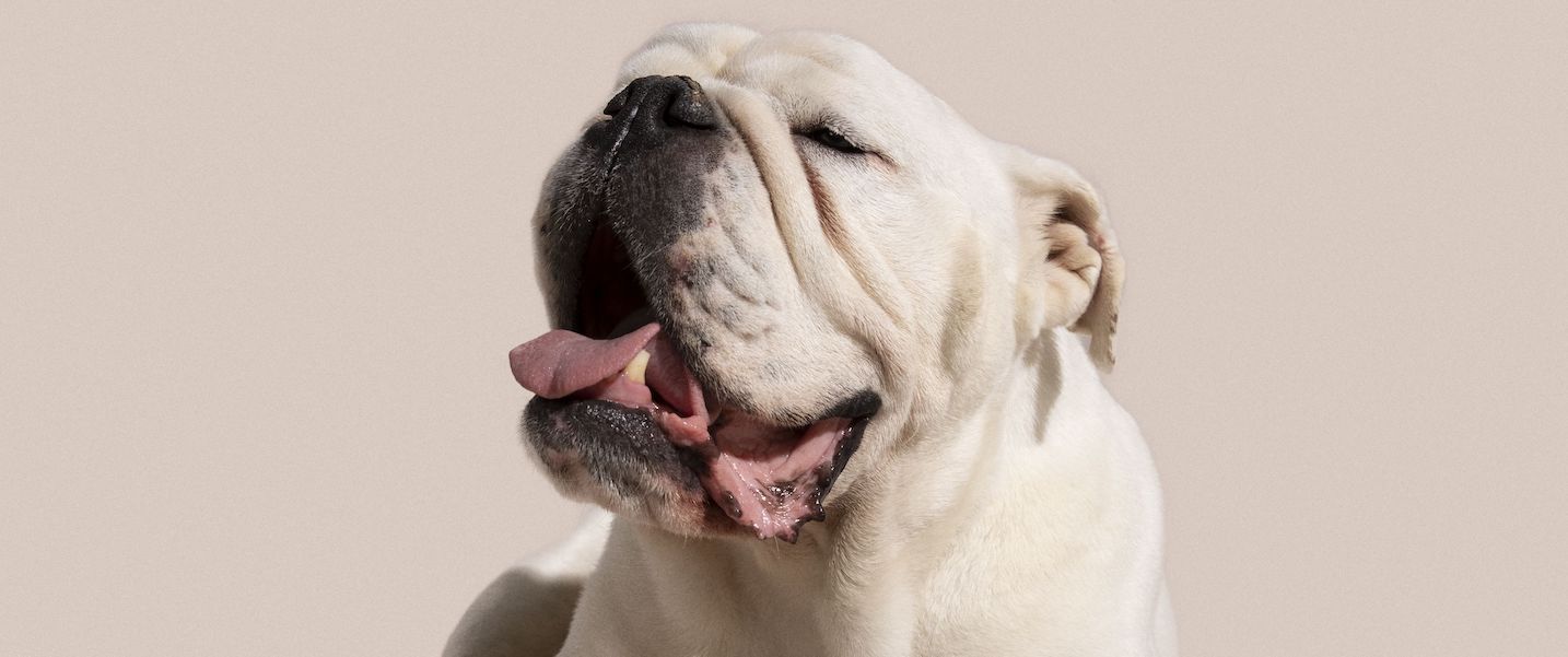 Foto com fundo bege mostra bulldog francês branco deitado, olhando para o lado, com um cartão vermelho na patinha esquerda.