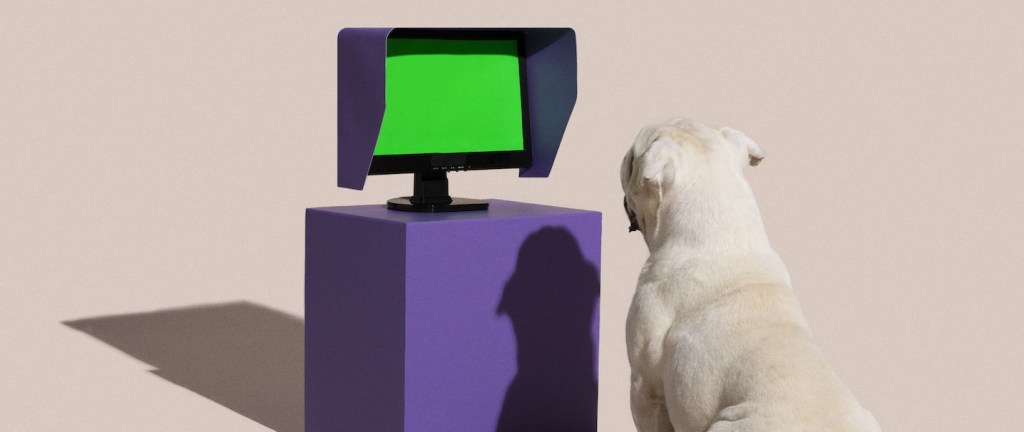 Foto com fundo bege mostra um bulldog francês diante de uma tela de TV