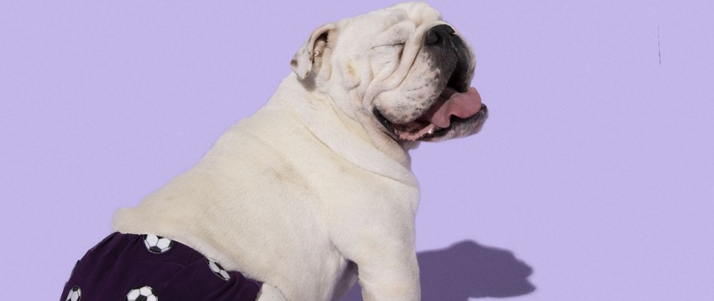 Foto com fundo roxo mostra um bulldog branco, chamado de Bolinha, sentado e vestido com uma fraldinha preta, com bolinhas de futebol