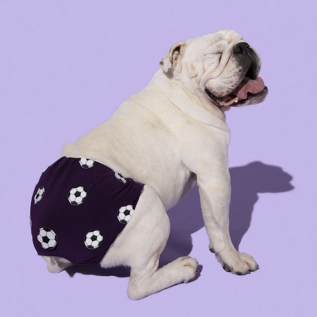 Foto com fundo roxo mostra um bulldog branco, chamado de Bolinha, sentado e vestido com uma fraldinha preta, com bolinhas de futebol