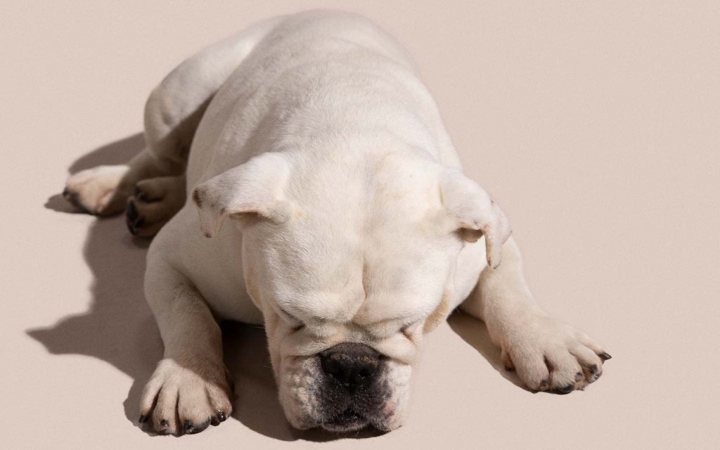 foto com fundo bege mostra um bulldog francês branco deitado, olhando para baixo, para um celular.