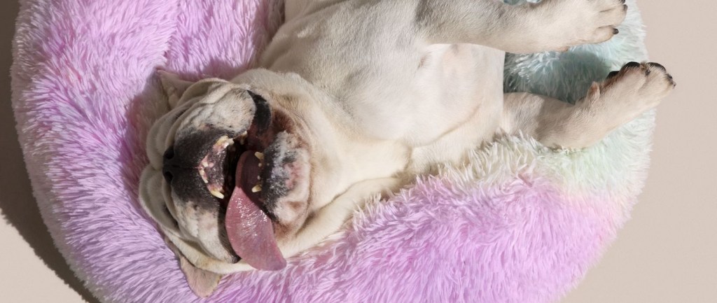Foto com fundo bege de um bulldog francês branco, deitado numa caminha roxa, de barriguinha pra cima e língua de fora.